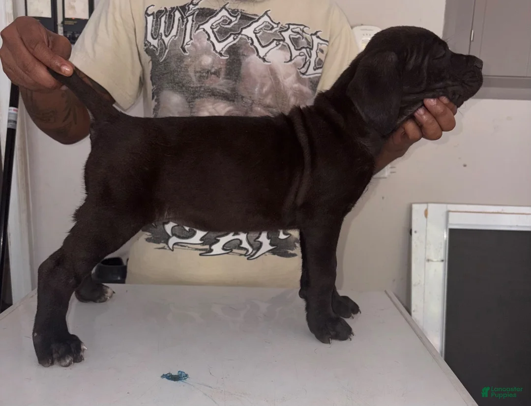 Cane Corso dogs for sale: Cane Corso 4 - Ad 2