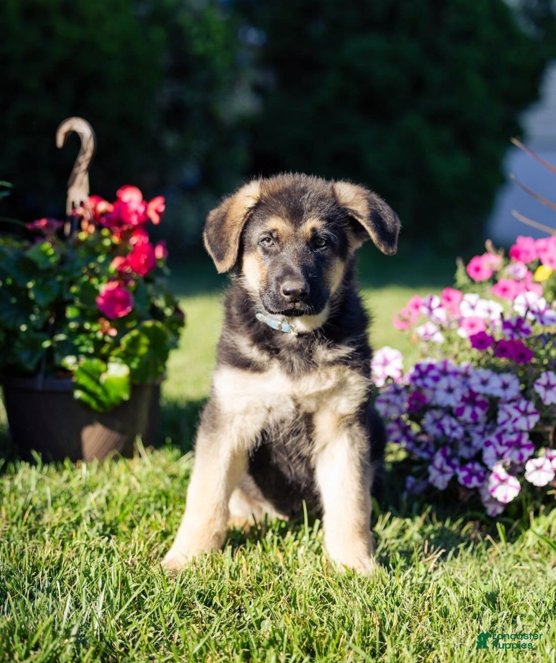 German Shepherd dogs Sarge - Ad 1