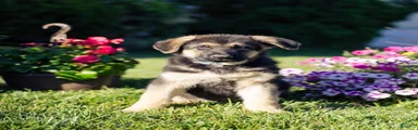 Sarge