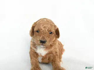 Toy Poodle dogs Jewel - Ad 33