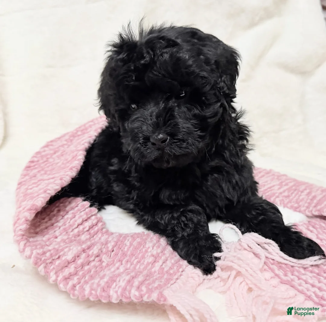 Mini Bernedoodle dogs for sale: Ebony - Ad 2