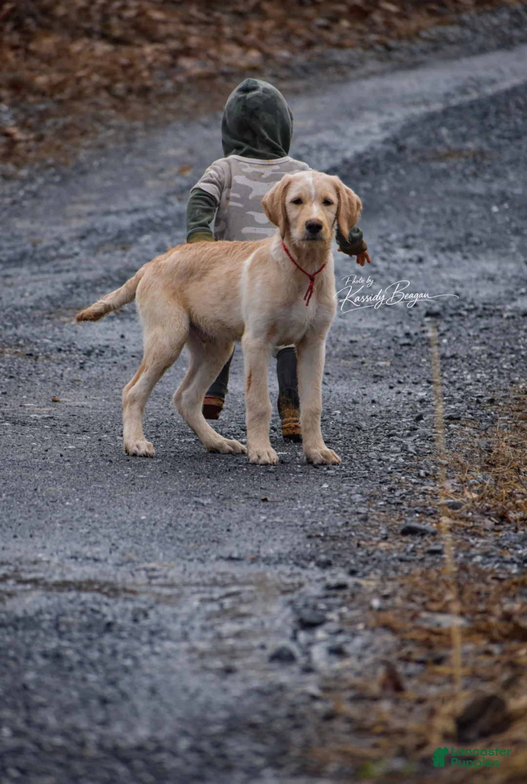 Labradoodle dogs for sale: Otis - Ad 2