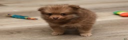Pomeranian dogs for sale: Lucky - Ad 5