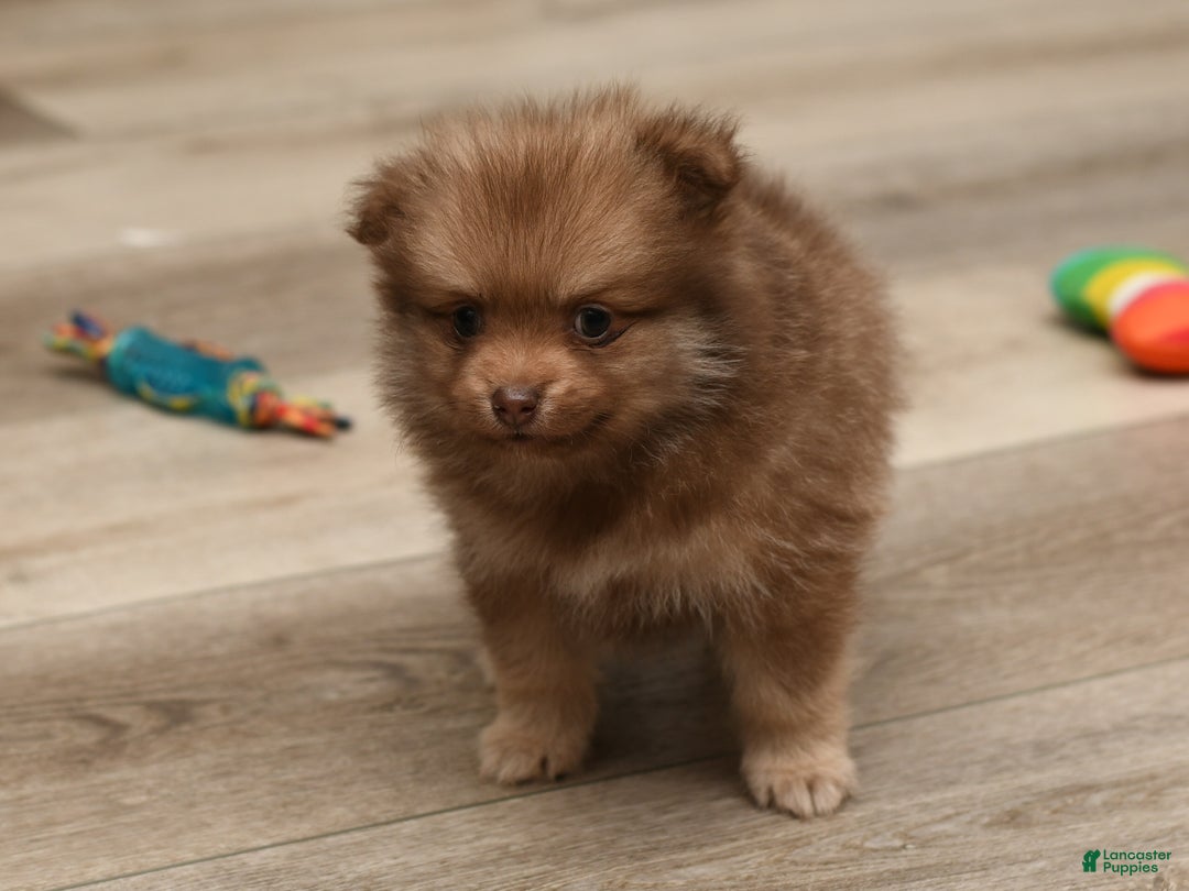 Pomeranian dogs for sale: Lucky - Ad 5