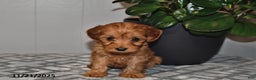 Cavapoo dogs for sale: Leo - Ad 3