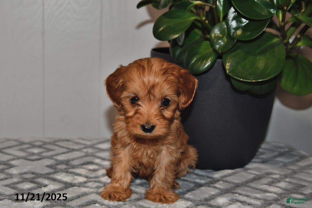 Cavapoo dogs for sale: Leo - Ad 3