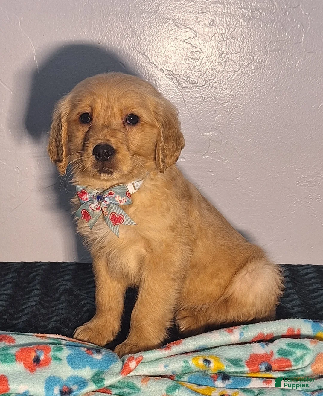 Golden Retriever dogs for sale: Taskus - Ad 2