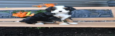 Maggie