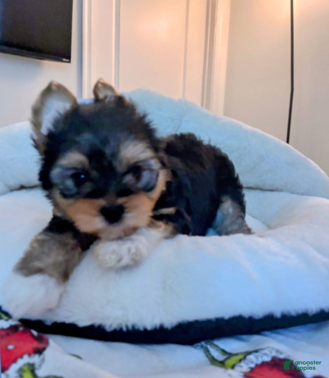 Mixed Breed dogs for sale: Mixed Breed Puppy 1 - Ad 2