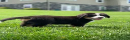 Bernese Mountain Dog dogs for sale: Forrest - Ad 9