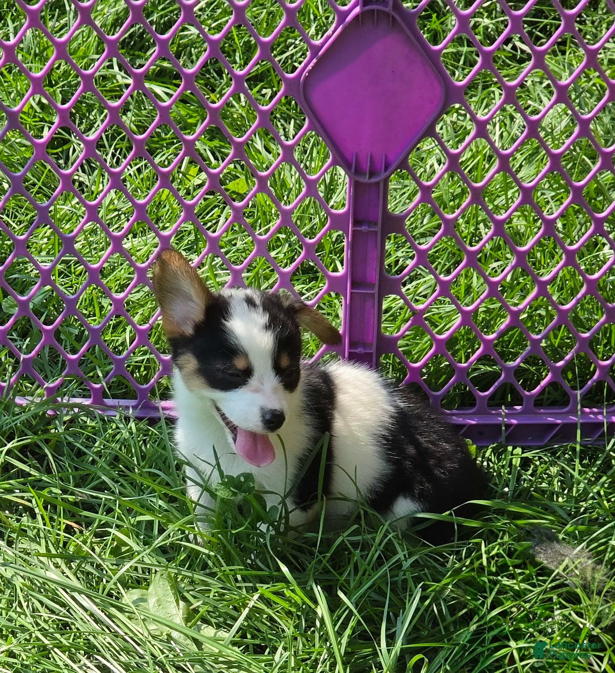 Welsh Corgi Pembroke dogs Oreo girl  - Ad 2