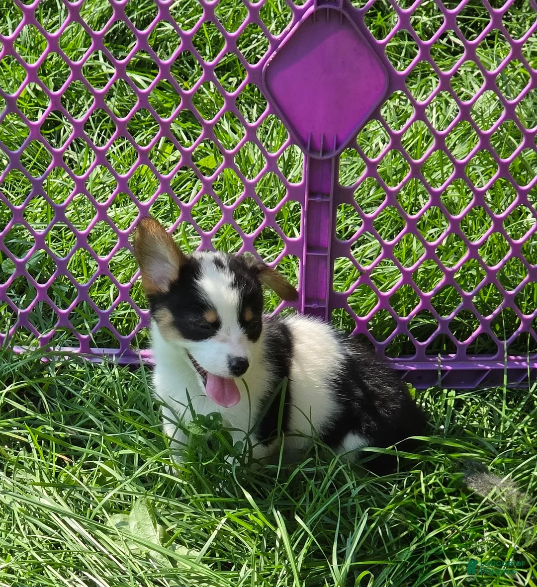 Welsh Corgi Pembroke dogs for sale: Oreo girl  - Ad 2