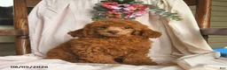 Miniature Poodle dogs for sale: Joey  - Ad 1