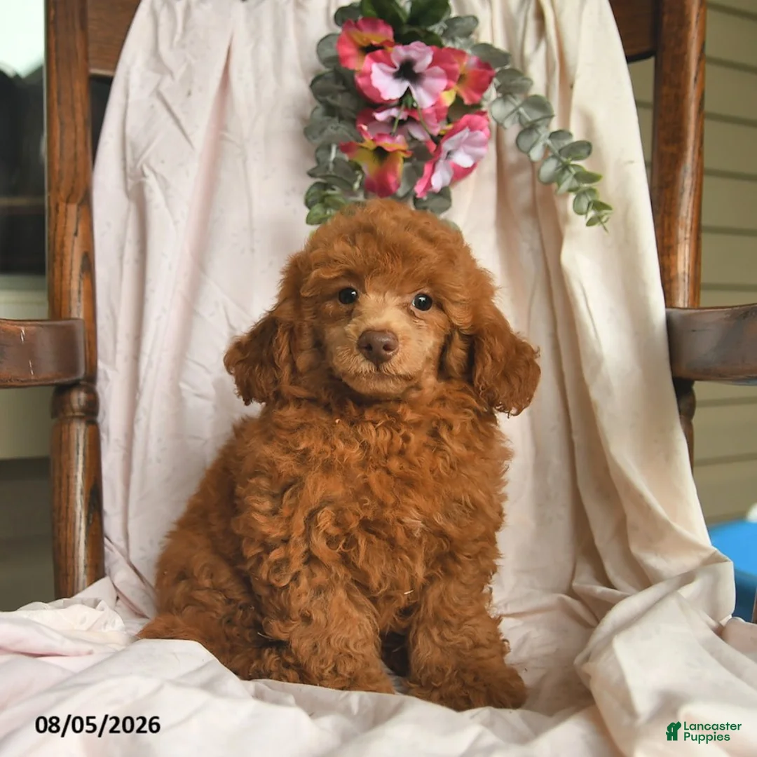 Miniature Poodle dogs for sale: Joey  - Ad 1
