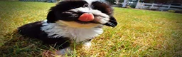 Havapoo dogs for sale: Kibbles - Ad 14