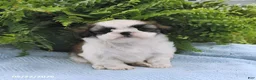 Shih Tzu dogs for sale: Tilly - Ad 3