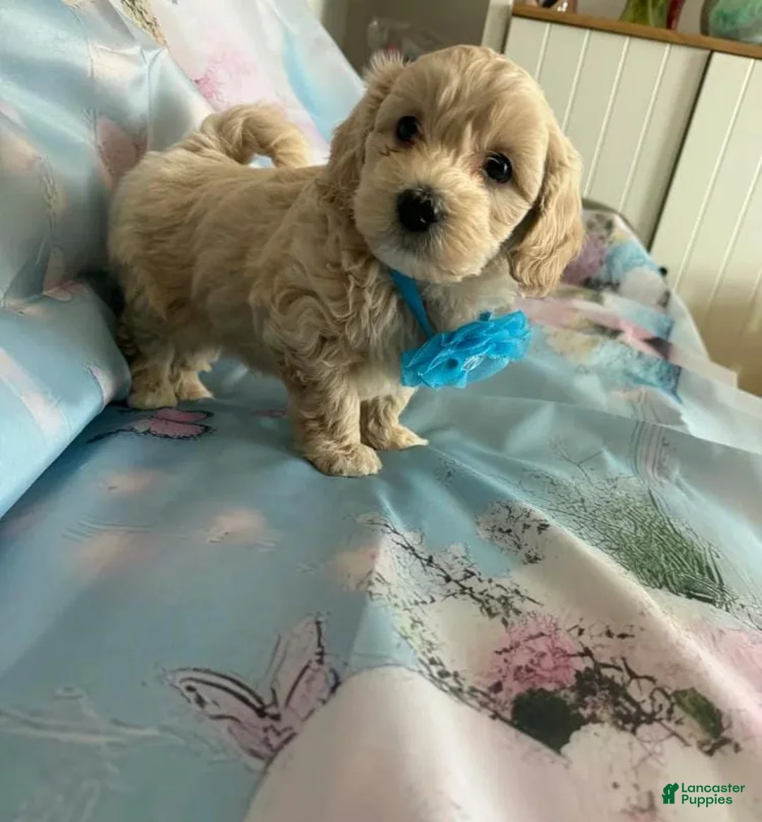 Maltipoo dogs for sale: Mira - Ad 21