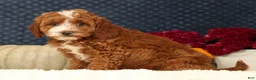 Cavapoo dogs for sale: Sierra - Ad 4