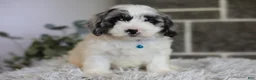 Maltipoo dogs for sale: Dexter  - Ad 12
