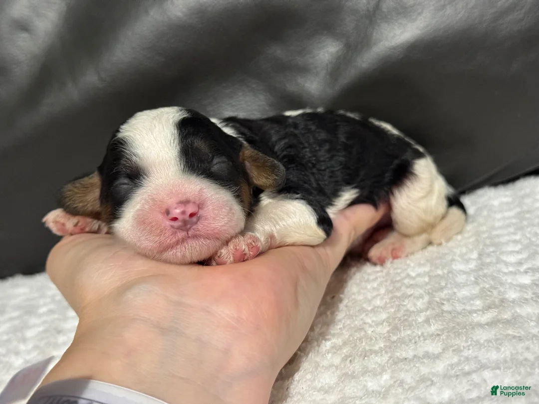 Cavapoo dogs for sale: Mawgli - Ad 2