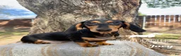 Miniature Dachshund dogs for sale: Joey - Ad 4
