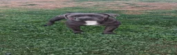 Cane Corso dogs for sale: Calla - Ad 4