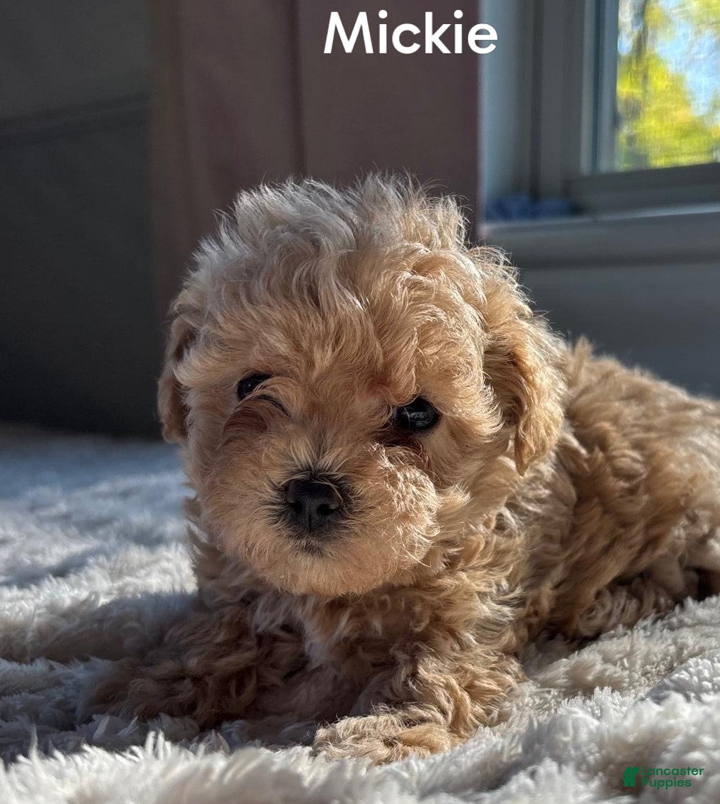 Maltipoo dogs for sale: Mickey - Ad 1