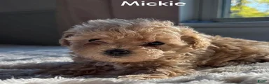 Mickey