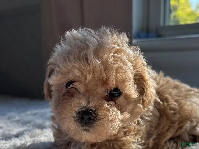 Maltipoo dogs for sale: Mickey - Ad 1