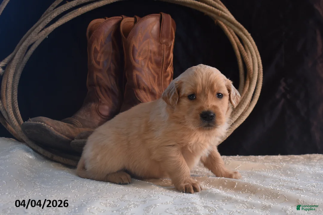 Golden Retriever dogs for sale: Kelsy - Ad 3
