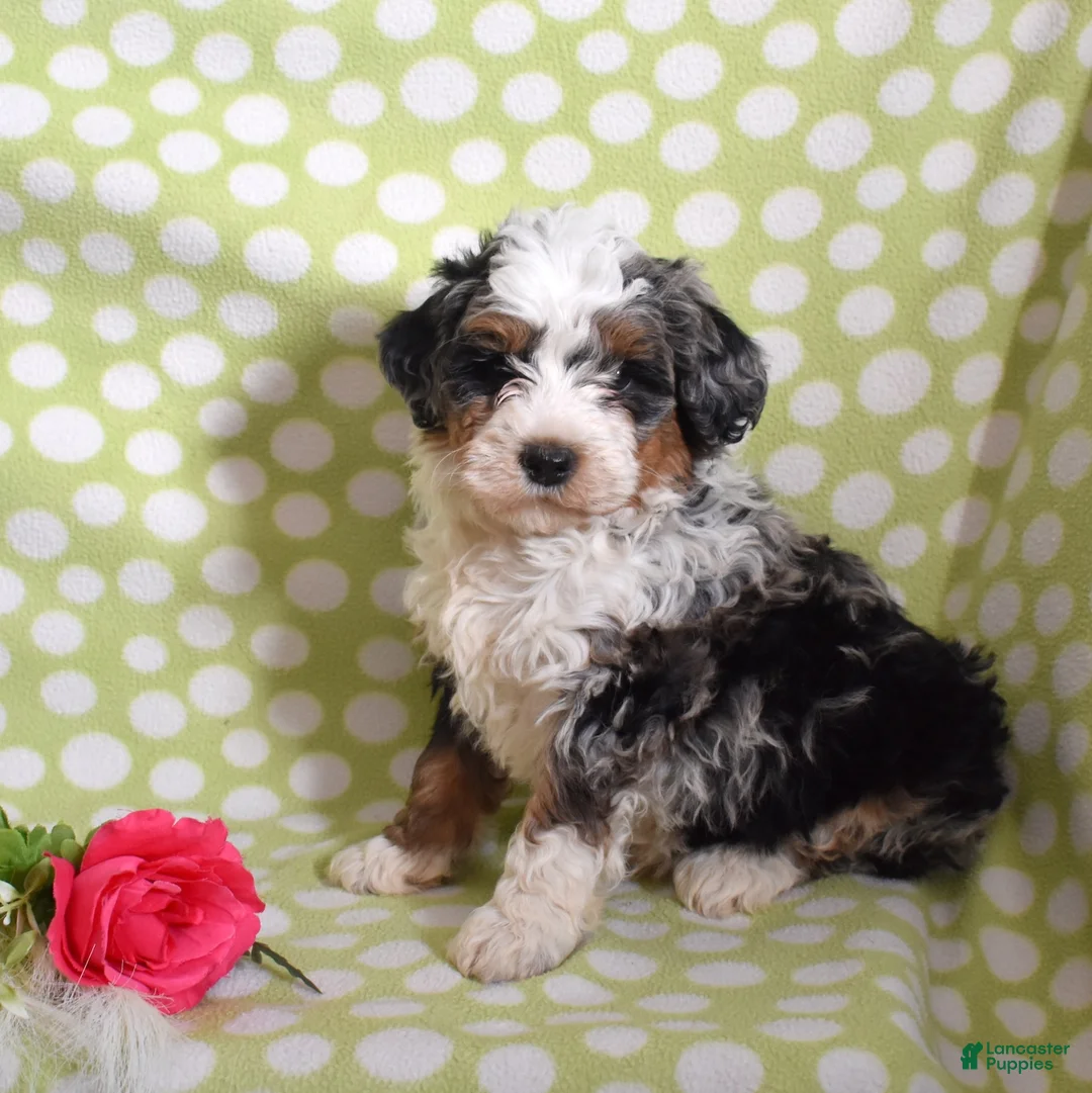 Bernedoodle dogs for sale: Gordon  - Ad 6