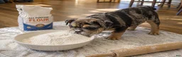 English Bulldog dogs for sale: Perfection  - Ad 4