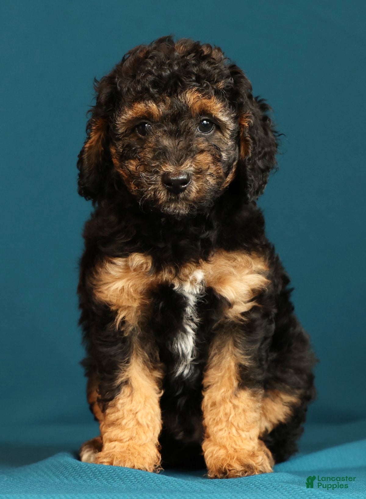 Miniature Poodle dogs Connor - Ad 1