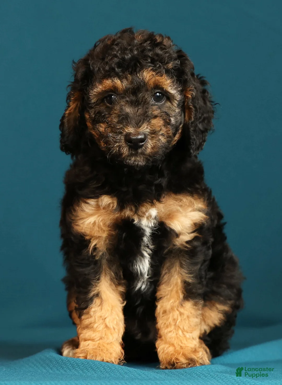 Miniature Poodle dogs for sale: Connor - Ad 1