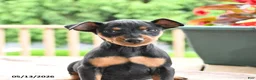 Miniature Pinscher dogs for sale: Frisky - Ad 3
