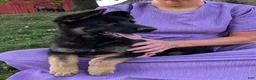 German Shepherd dogs for sale: Dani - Ad 18