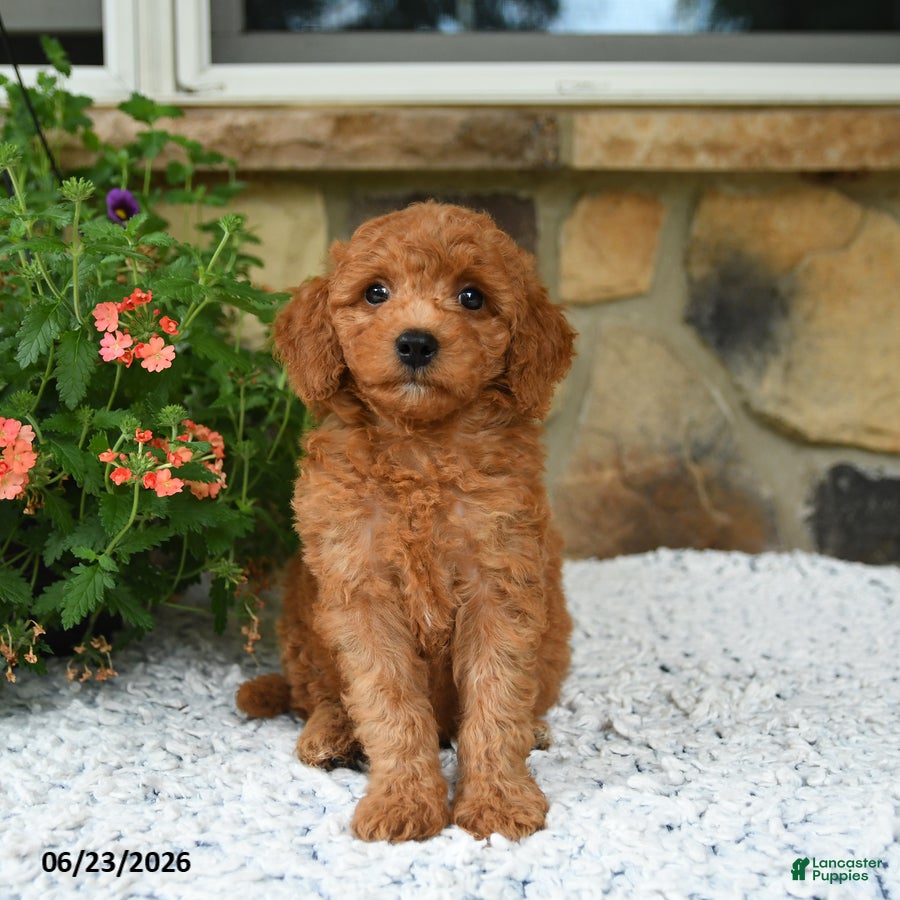 Mini Goldendoodle dogs Arty - Ad 1