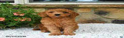 Mini Goldendoodle dogs for sale: Arty - Ad 1