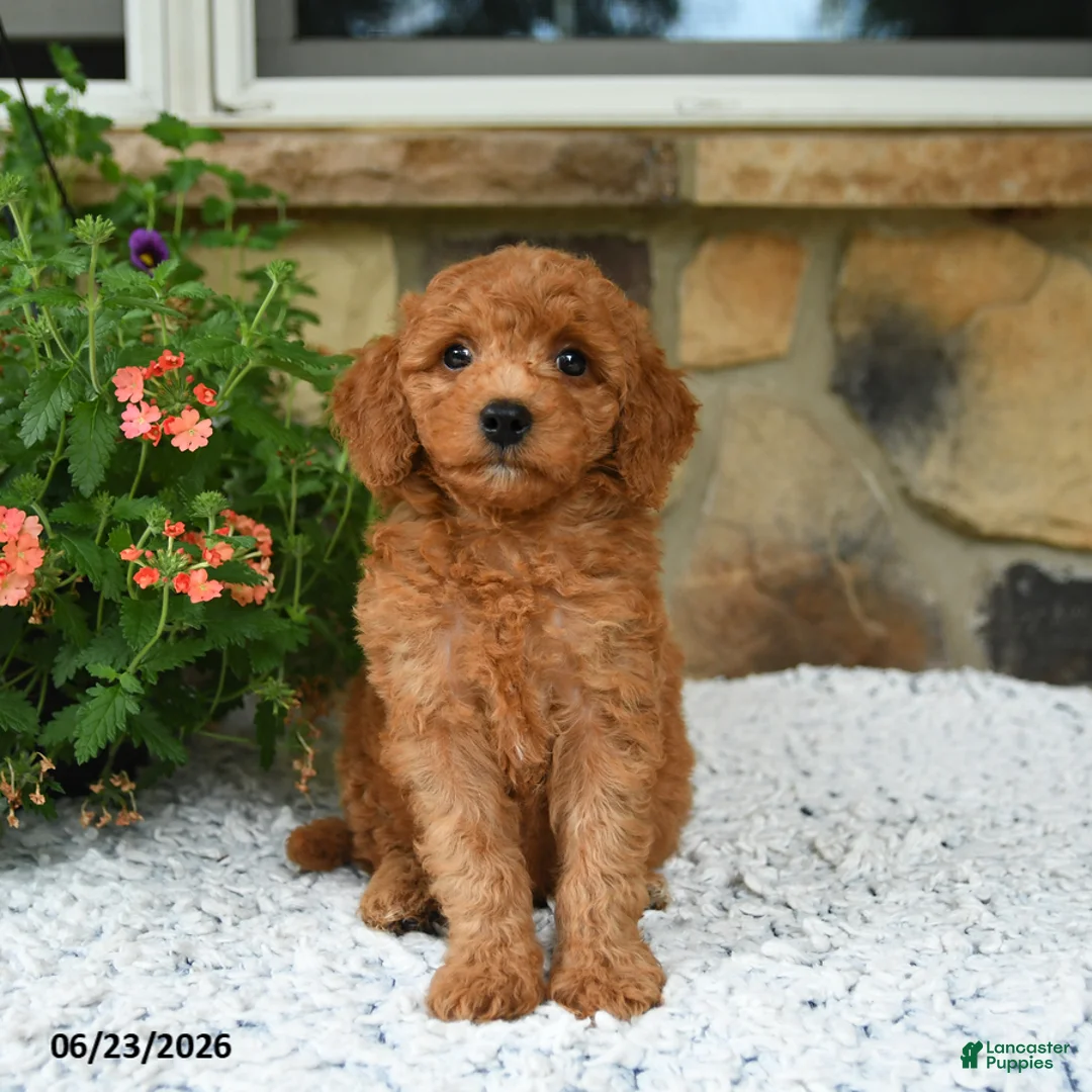 Mini Goldendoodle dogs for sale: Arty - Ad 1