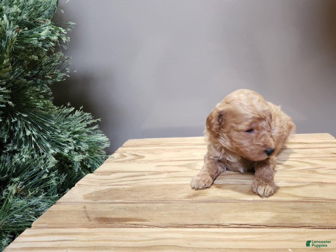 Mini Goldendoodle dogs for sale: Nash - Ad 8