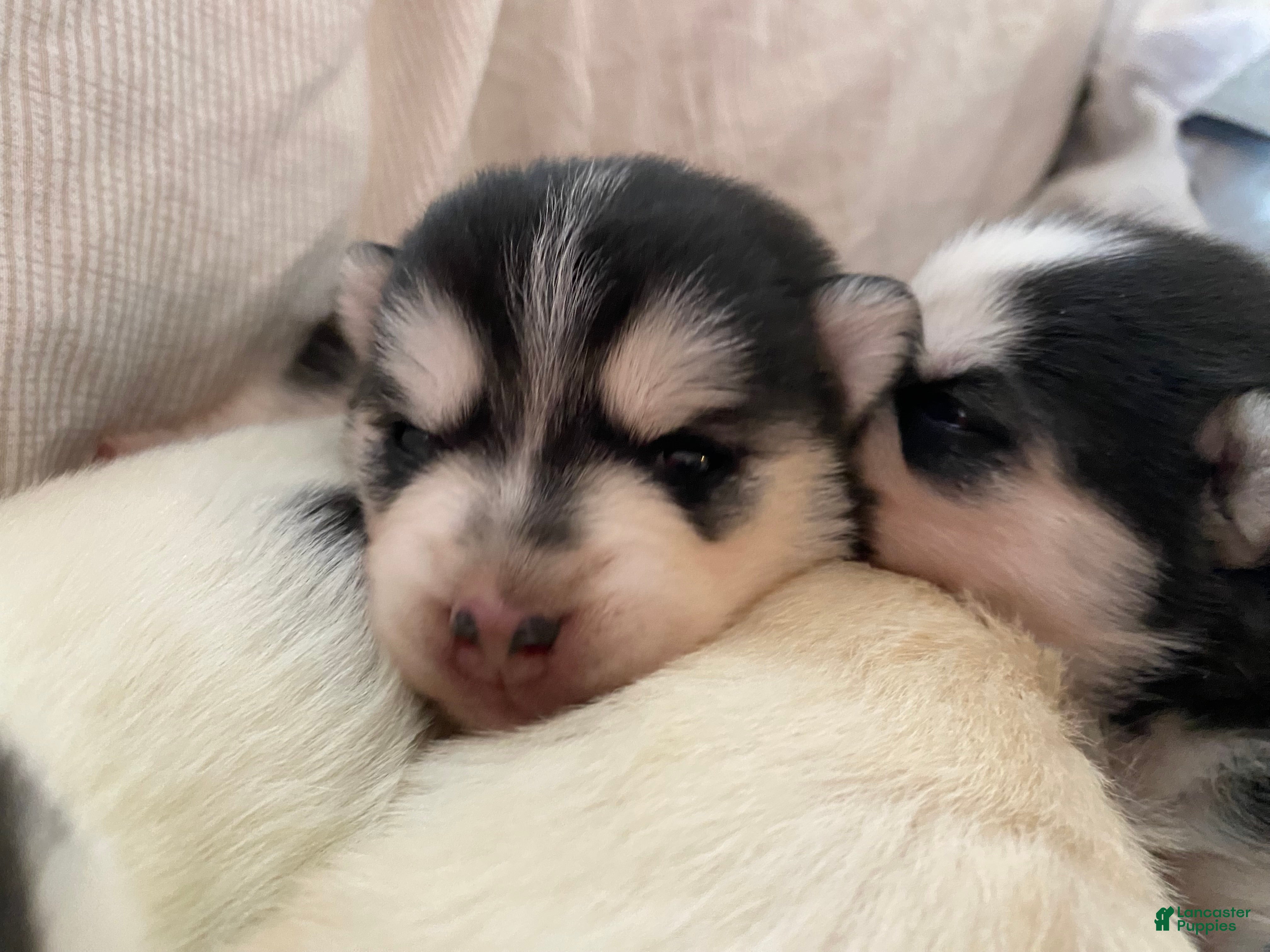 Pomsky dogs Reba  - Ad 2