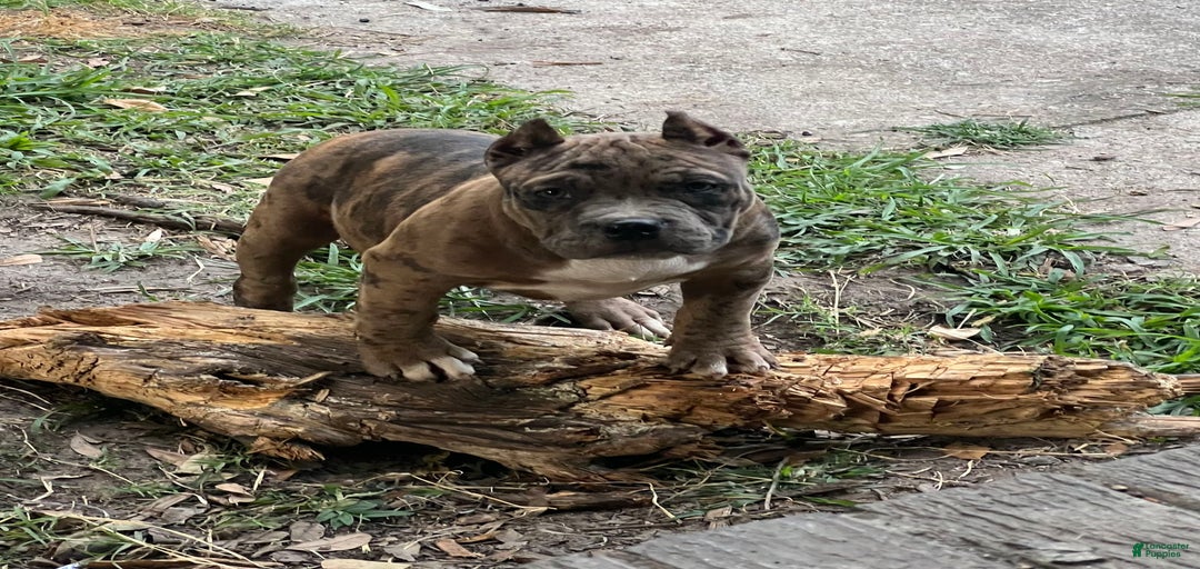 Gallery Image {{count}}