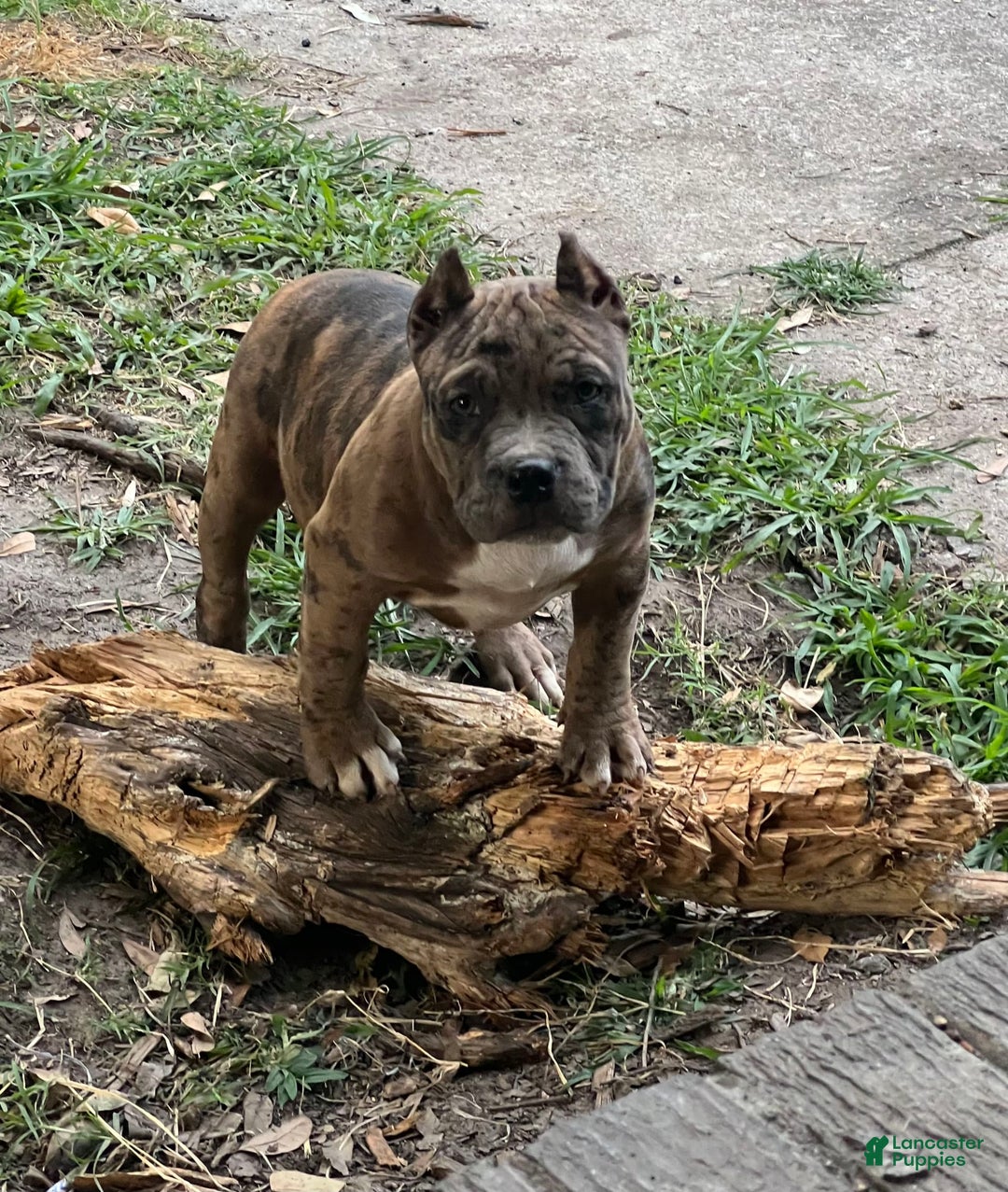 Gallery Image {{count}}