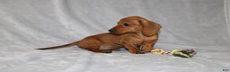 Miniature Dachshund dogs for sale: Chole - Ad 25