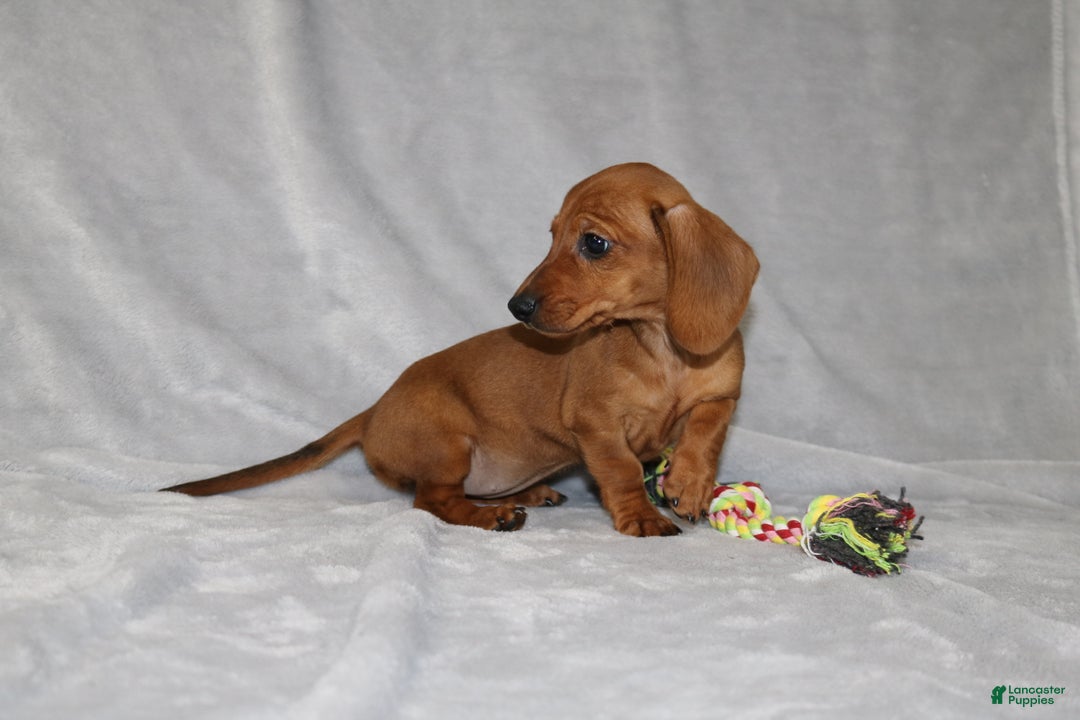 Miniature Dachshund dogs for sale: Chole - Ad 25