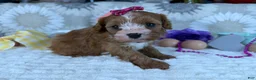 Cavapoo dogs for sale: Zoe  - Ad 3