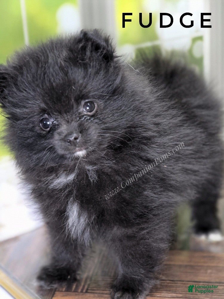 Pomeranian dogs Fudge - Adventerous Love Bug! - Black Boy - Ad 2