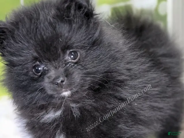 Pomeranian dogs for sale: Fudge - Adventerous Love Bug! - Black Boy - Ad 2