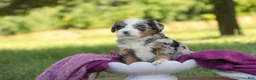 Mini Bernedoodle dogs for sale: Maya Mini Bernedoodle  - Ad 8