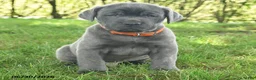 Cane Corso dogs for sale: River - Ad 3